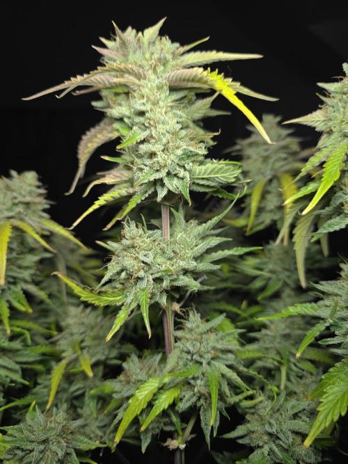 Frostbanger FastBuds. Week 10