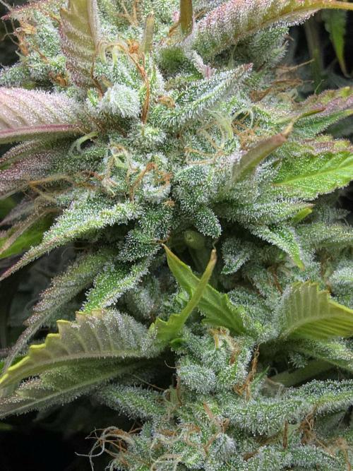 Frostbanger FastBuds. Week 10