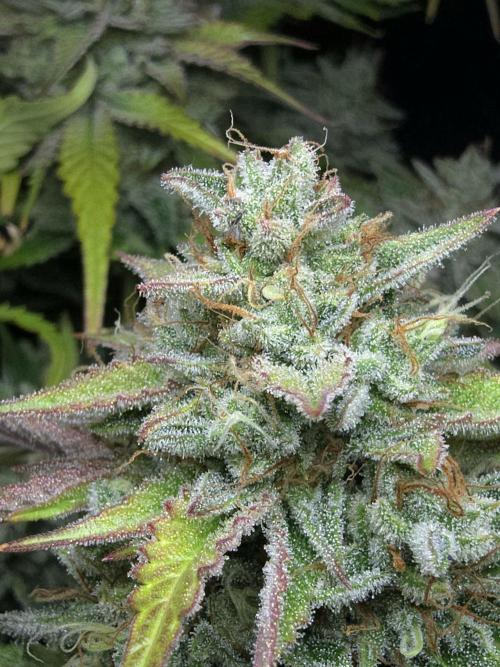 Frostbanger FastBuds. Week 10