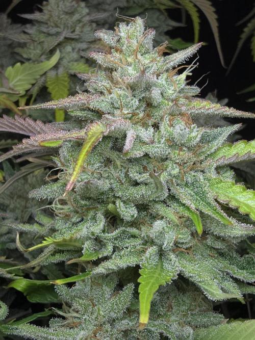 Frostbanger FastBuds. Week 10
