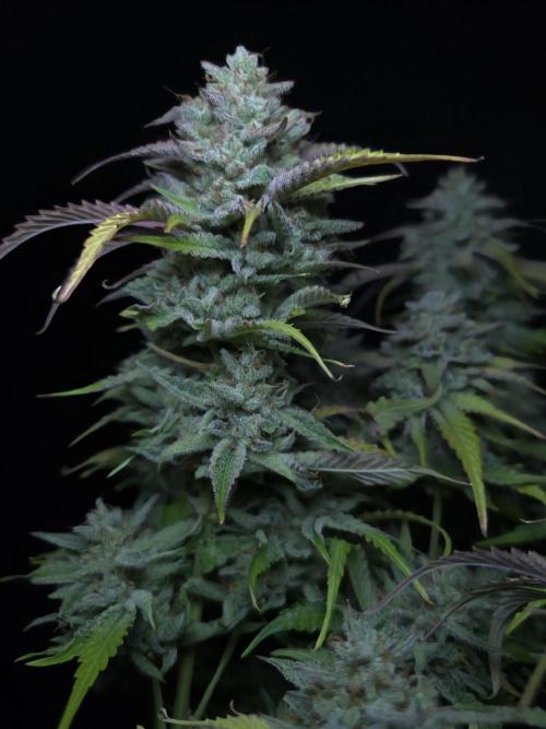 Frostbanger FastBuds. Week 10