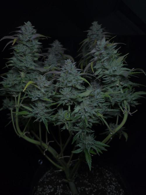 Frostbanger FastBuds. Week 10