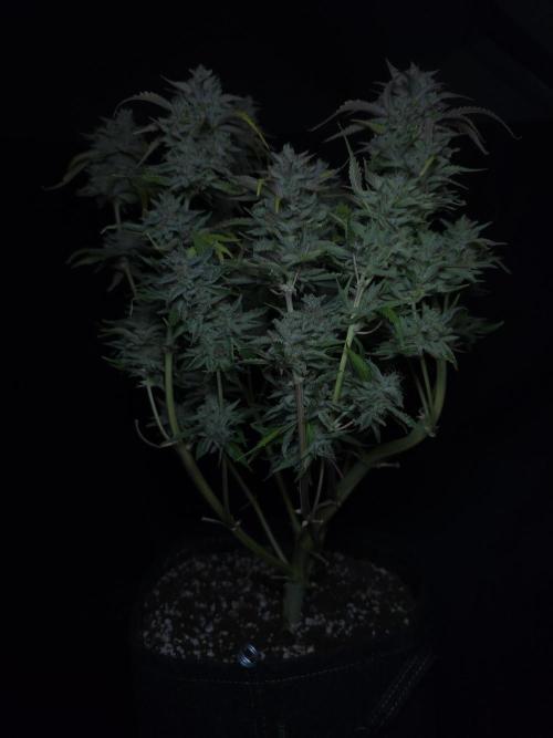 Frostbanger FastBuds. Week 10