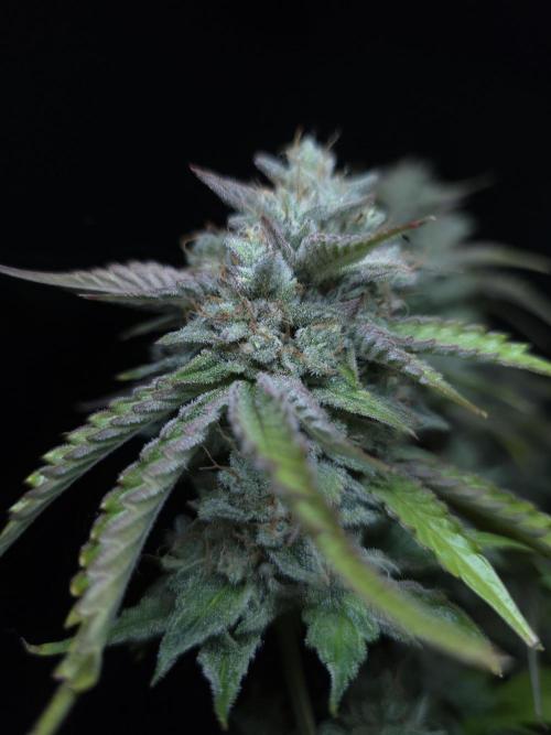 Frostbanger FastBuds. Week 10