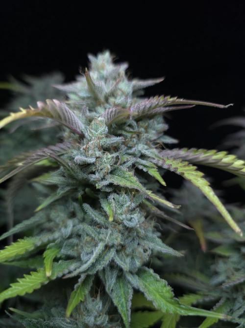 Frostbanger FastBuds. Week 10