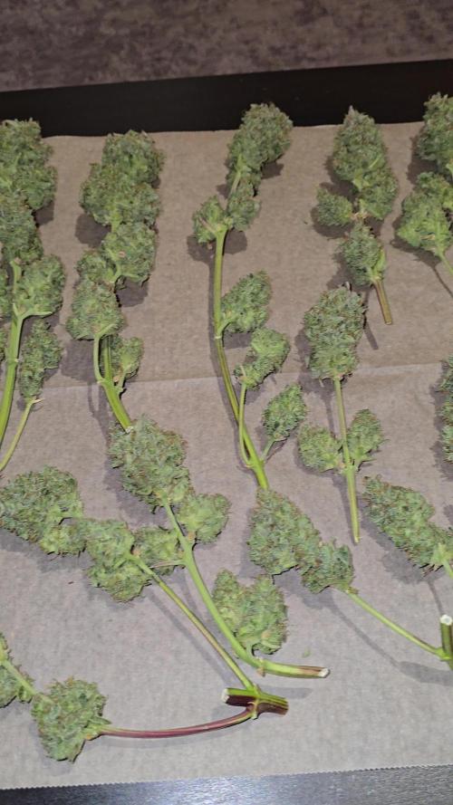 Frostbanger FastBuds