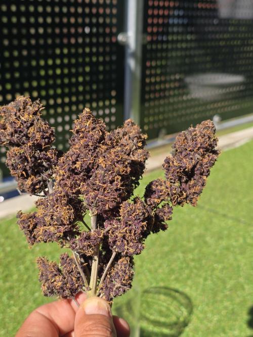Purple haze FastBuds. Week 10