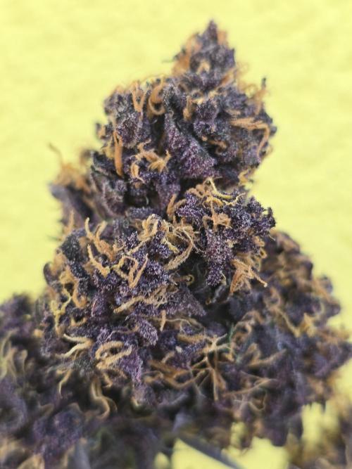 Purple haze FastBuds. Week 10