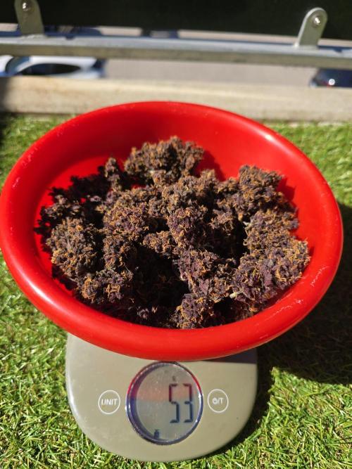 Purple haze FastBuds. Week 10