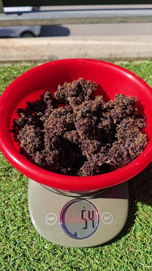 Purple haze FastBuds