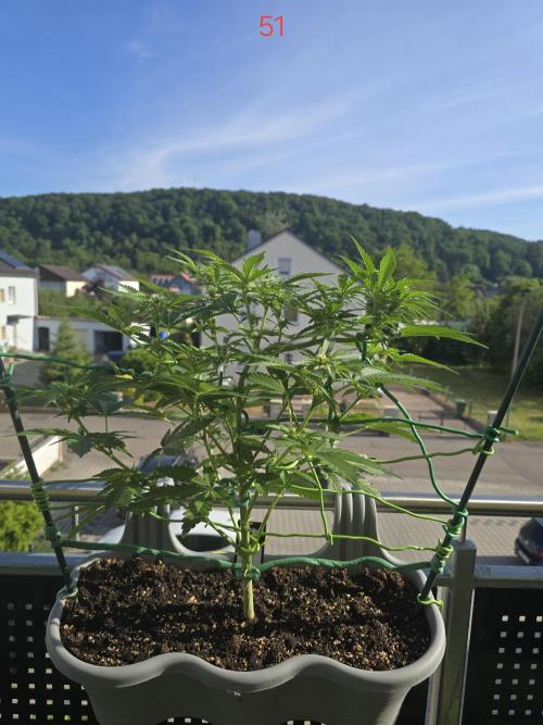Apple. Week 8
