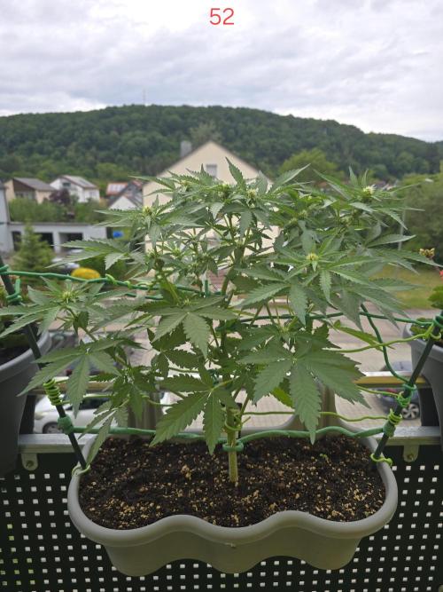 Apple. Week 8
