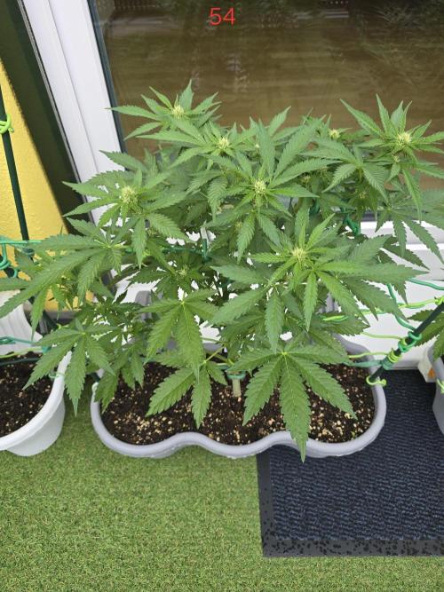 Apple. Week 8