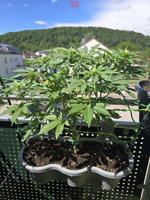 Apple. Week 8