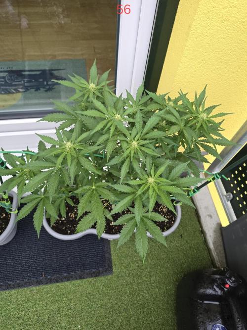 Apple. Week 8