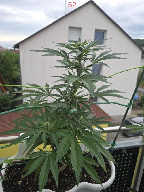 Cerry. Week 8