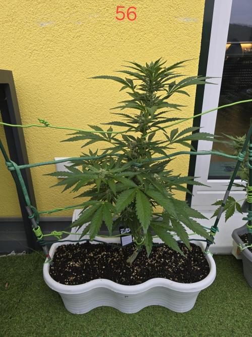 Cerry. Week 8