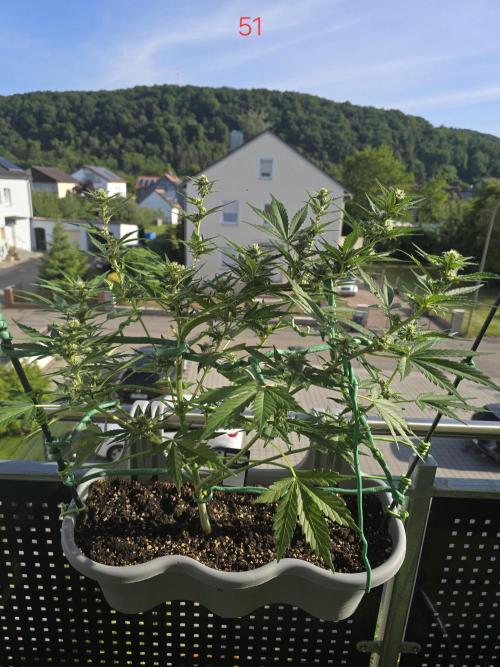 Banana. Week 8