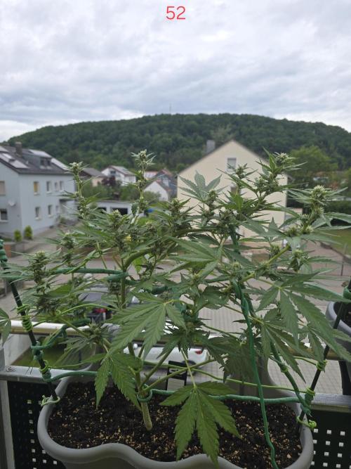 Banana. Week 8
