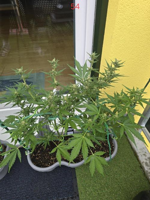 Banana. Week 8