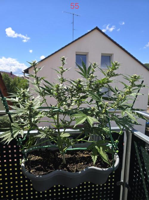 Banana. Week 8