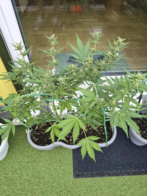 Banana. Week 8