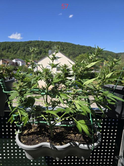 Banana. Week 9