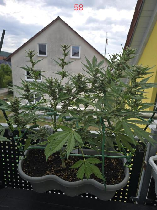 Banana. Week 9