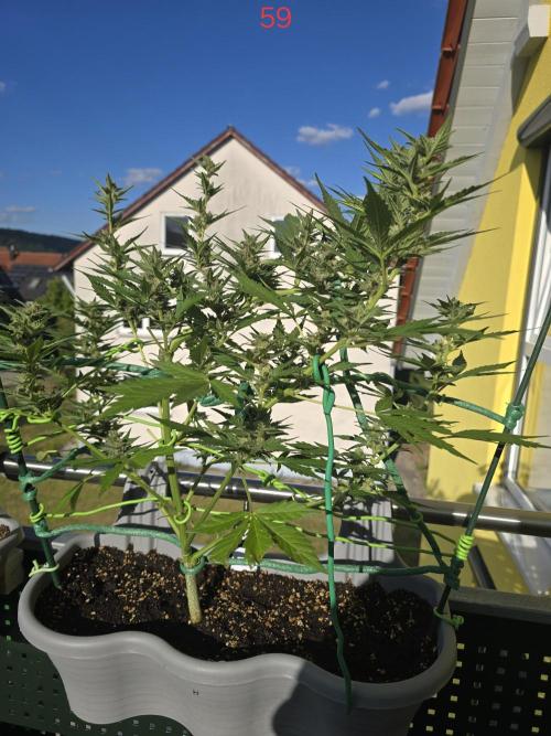 Banana. Week 9
