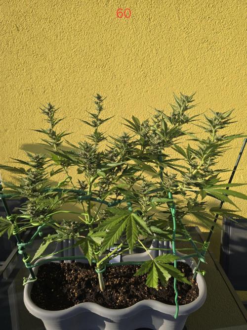 Banana. Week 9