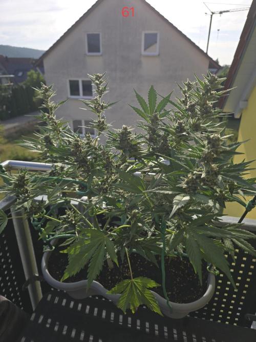 Banana. Week 9