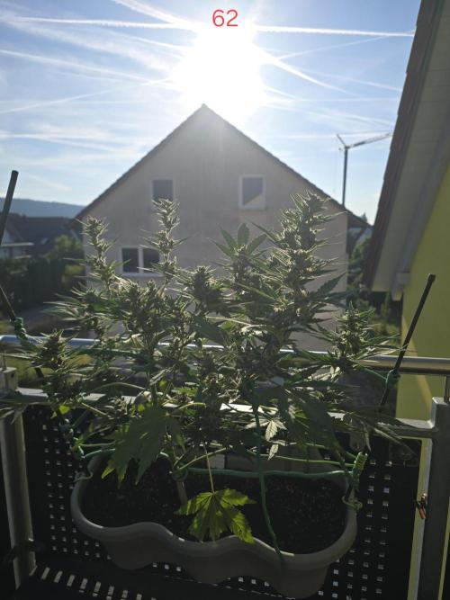 Banana. Week 9