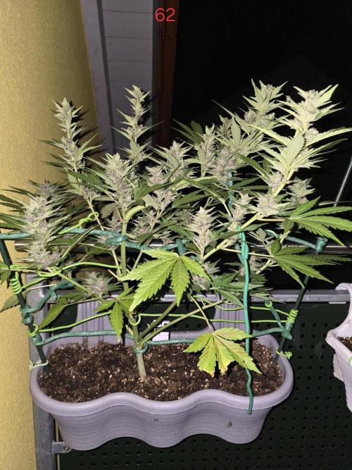Banana. Week 9