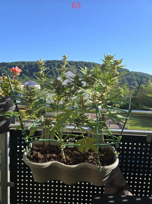 Banana. Week 9