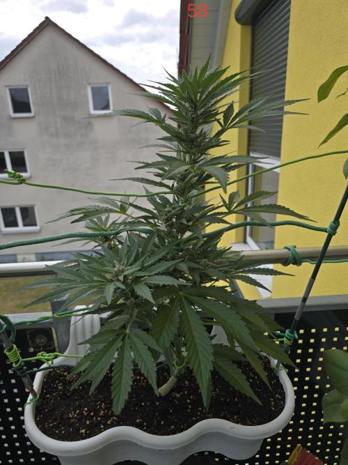 Cerry. Week 9