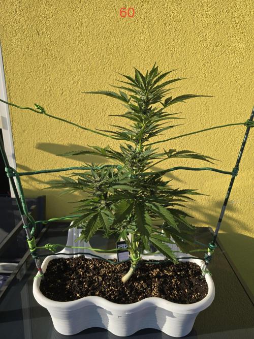 Cerry. Week 9
