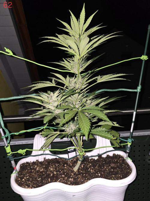Cerry. Week 9