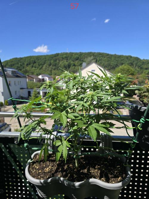 Apple. Week 9