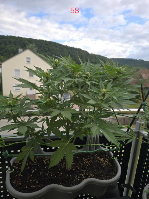 Apple. Week 9
