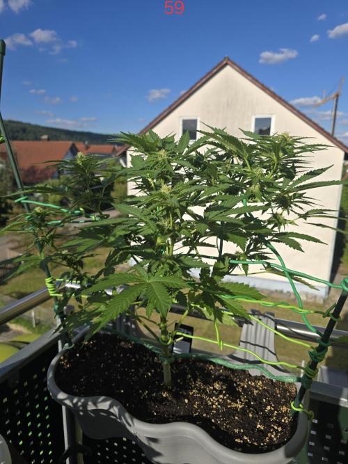 Apple. Week 9