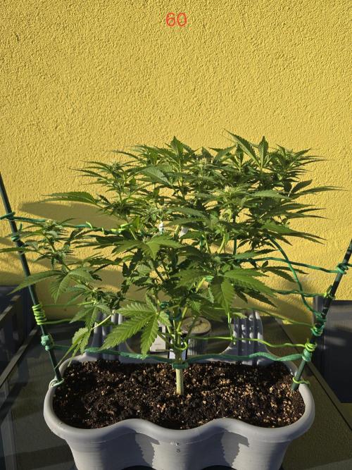 Apple. Week 9