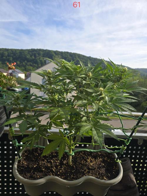 Apple. Week 9