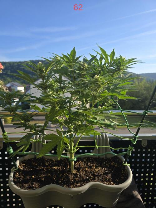 Apple. Week 9