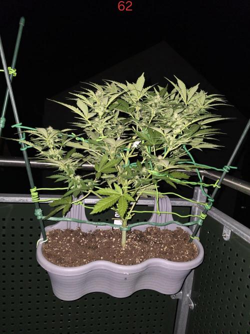 Apple. Week 9