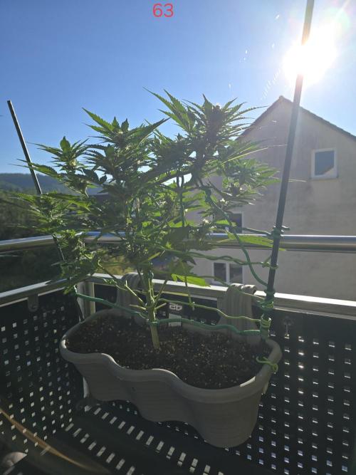 Apple. Week 9