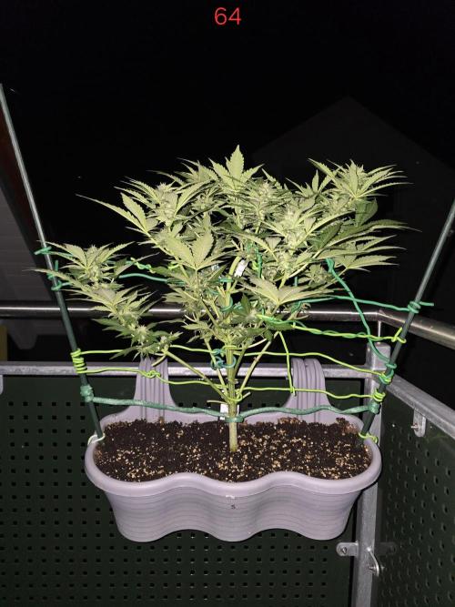 Apple. Week 10