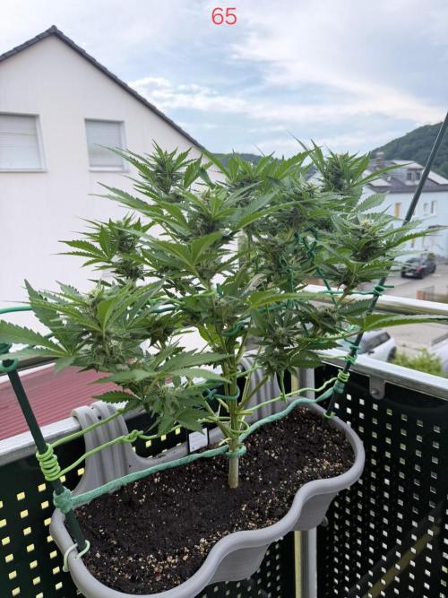 Apple. Week 10