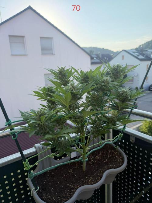Apple. Week 10