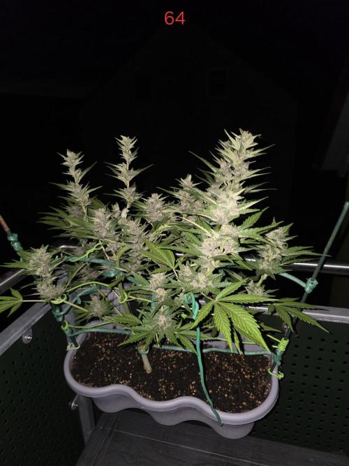 Banana. Week 10