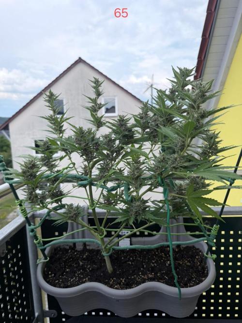 Banana. Week 10